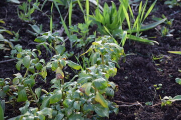 Flowers, plants,Summer