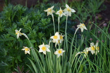 Fototapeta premium flores