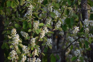 Flowers, plants,Summer