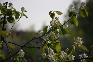 Flowers, plants,Summer