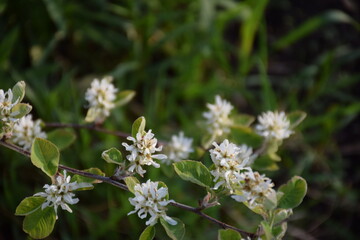 Flowers, plants,Summer