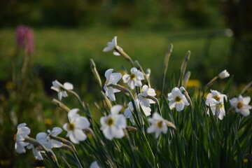 Obraz premium Flowers, plants,Summer