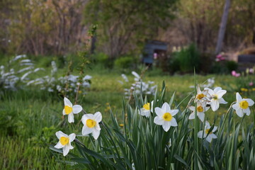 Flowers, plants,Summer