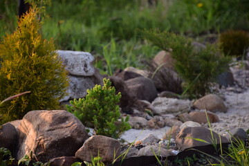 Flowers, plants,Summer