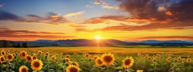 Fotobehang field of beautiful sunflowers full of light © Jorge Ferreiro