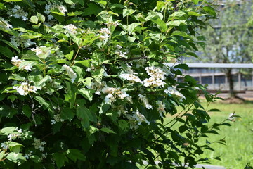 Flowers, plants,Summer