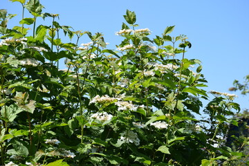 Flowers, plants,Summer