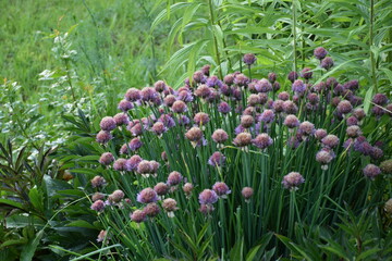 Flowers, plants,Summer