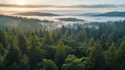 Aerial View of Misty Redwood Forest at Sunrise, Layers of Fog Over Lush Green Canopy, Tranquil Nature Landscape, Environmental Conservation Theme
