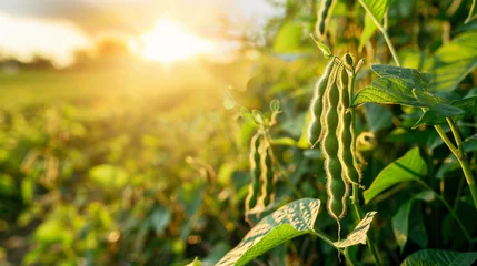Photo sur Plexiglas Herbe Soybean pods on the sunny field
