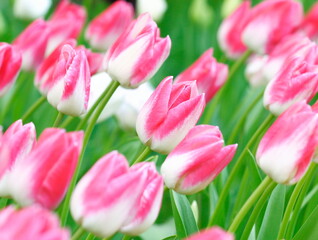 Tulips in two colors, pink and white, are in bloom