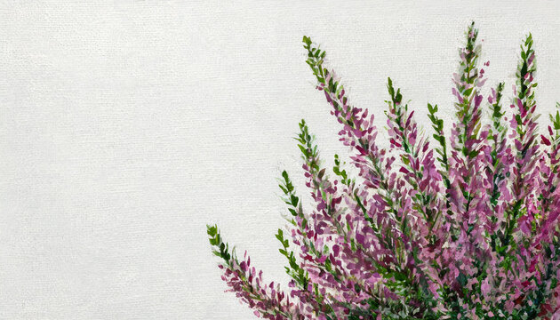 Oil painting of a heather flower pure white background canvas, copyspace on a side
