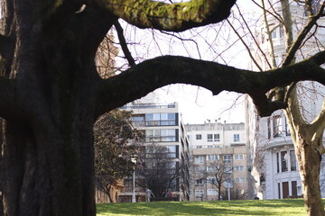 Trees in an urban park