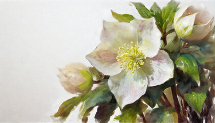 Oil painting of a Helleborus pure white background canvas, copyspace on a side