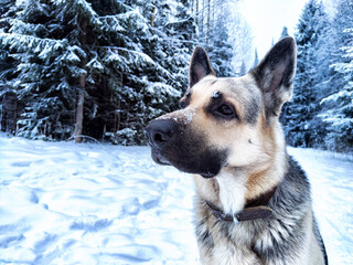 Dog German Shepherd in a forest or in a park in a winter day and white snow arround. Waiting eastern European dog veo and white snow