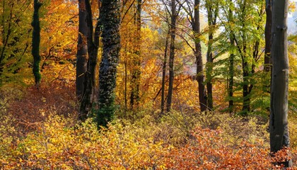 Color autumn forest