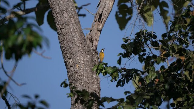Greater Flameback rare birds in Thailand and Southeast-Asia.