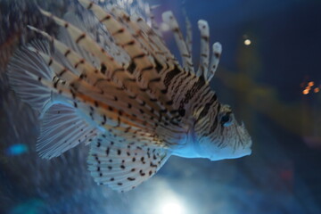 日本の東京の水族館の魚