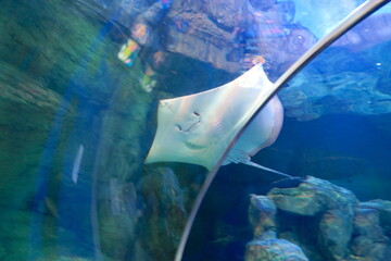 日本の東京の水族館の魚 © dokosola