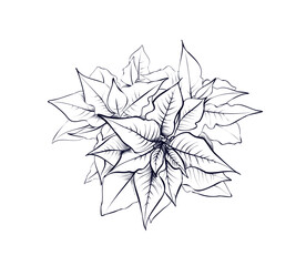hand-drawn Poinsettia flower vector illustration