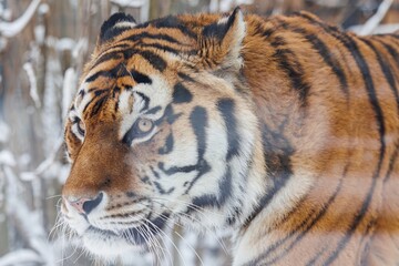 Close-up of tiger face in winter