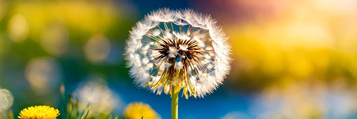 Fotobehang dandelion close-up in the field. Selective focus. © Яна Ерік Татевосян