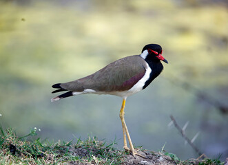Fototapeta premium Red wattled lapwing