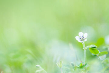 ゲンノショウコの花