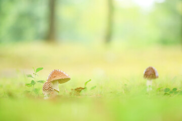 メルヘンチックなキノコ