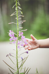 a child s hand is touching a purple flower