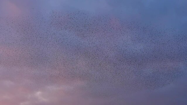 Starling birds murmuration in a cloudy sky during sunset at the end of a winter day. Huge groups of starlings (Sturnidae) in the sky that move in shape-shifting clouds before the night.