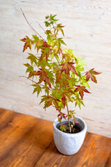 Japanese Maple Tree in a pot, beautiful decorative tree for gardens and yards - 741358748
