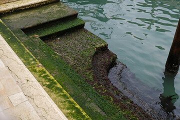 Stone Stairs covered with algae along a canal during low tide in Venice in Italy. Green Canal Water. Sinking Venice.