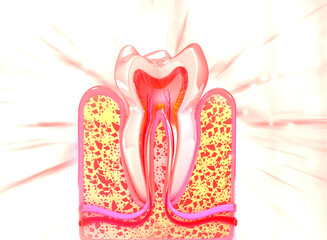 Human tooth cross section anatomy on scientific background. 3d illustration.