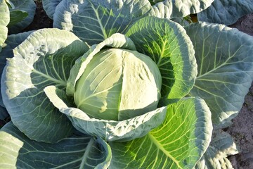 Obraz premium Head of cabbage in the garden