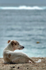 Portrait of a cute feral dog at beach in Mauritius