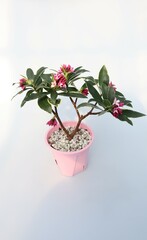 Daphne odora Thunb,ジンチョウゲ,沈丁花,フクリンジンチョウゲ