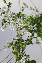 Spiraea prunifolia var. simpliciflora,simpliciflora Nakai,flower tree