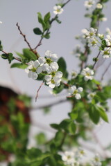 Spiraea prunifolia var. simpliciflora,simpliciflora Nakai,flower tree