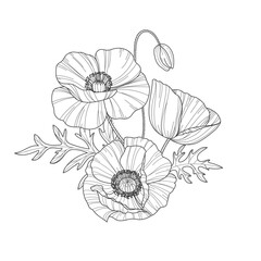 Sketch of flower botany collection. Drawings of poppy flowers. Black and white drawing with line art on a white background. Hand drawn botanical illustrations.