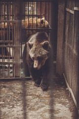 a brown bear is walking out of a cage