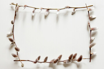 Frame of branch of willow on a light background. Copy space