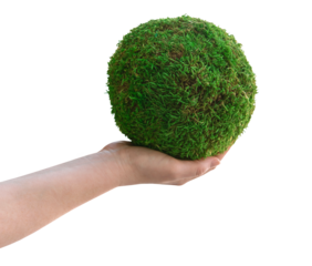 Green earth in hand. Round ball covered with green moss. Moss texture isolated on transparent background, png. Earth Day