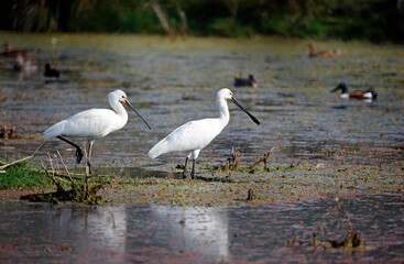 Spoonbills wading in the lake