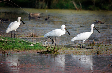Spoonbills wading in the lake