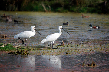 Spoonbills wading in the lake