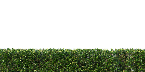 Realistic sunlight green bush transparent background. 3d rendering png.