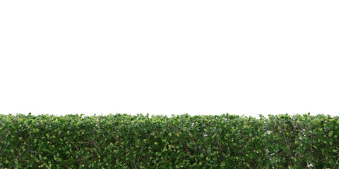 Realistic cloudy light green bush transparent background. 3d rendering png.