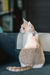 Playful Orange and White Cat Posing for Camera