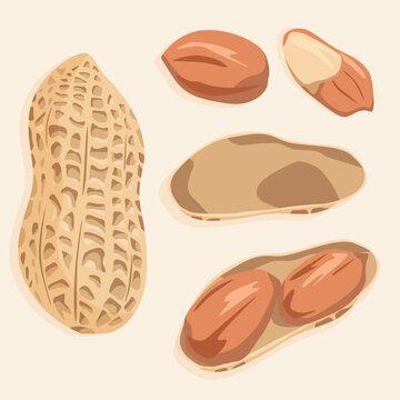 Peanut kernels in the shell and separately from it. Vector nuts icons.